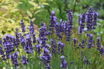 lavender field region