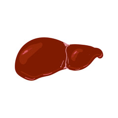 Vector abstract human liver on white background