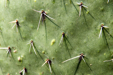 Green cactus background