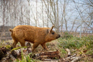 Free range mangalitsa woolen pig behind electric fence