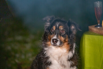 Tricolor Australian Shepherd dog sits next to a campfire and table with food and drink. At the campsite at night in winter. Smoke from the campfire floats in the air. Focus on the dog
