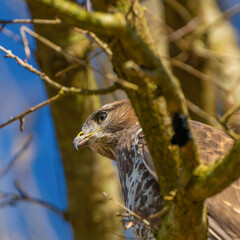 Buzzard head in the forest. Sitting on a branch. Wildlife Bird of Prey, Buteo buteo. Detailed feathers in close up. Blue sky behind trees. Wildlife scene from nature, seen from behind. square photo