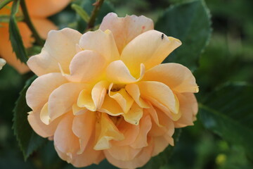 Fototapeta na wymiar orange rose flower