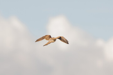 Close-up of Kestrel bird of prey hovers against a beautiful blue sky with white clouds an, hunting for prey