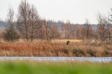 Landscape of oak trees, reeds and water. In this picturesque view, a buzzard is looking carefully...