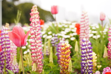Colorful Lupinus or Lupin flowers are blooming at bayside , Yamashita Park,  Yokohama, Japan. in March and April, Spring 