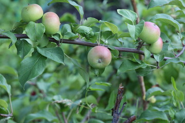 apples on a branch
