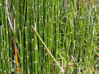 Fototapeta premium 庭に生えたトクサ