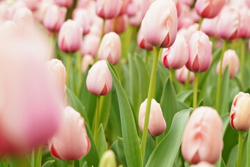 Colorful tulip flowers are blooming  at tulip field at Yokohama, Kanagawa, Japan. March and April...