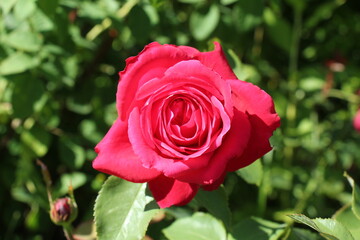 pink rose in the garden