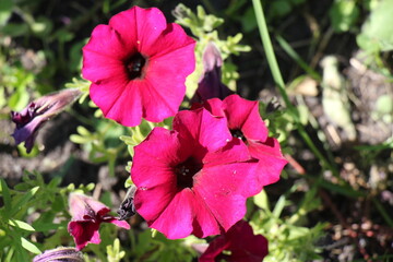 Obraz premium pink petunia flowers in the garden
