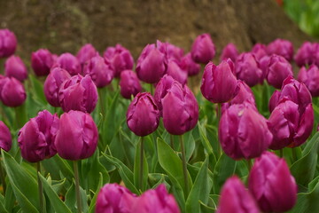 Obraz premium Purple tulip flowers are blooming at tulip field at Yokohama, Kanagawa, Japan. March and April in Spring.