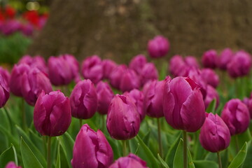 Fototapeta premium Purple tulip flowers are blooming at tulip field at Yokohama, Kanagawa, Japan. March and April in Spring.