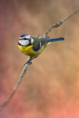 Eurasion Blue Tit (Cyanistes caeruleus) perched on a branch edited in a fine art style with a textured brown, orange and pink background