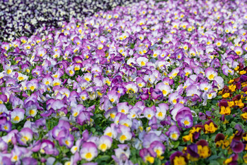 Blühende Hornveilchen, Viola cornuta, in der Gärtnerei