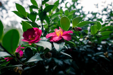 Camellia flowers in the garden