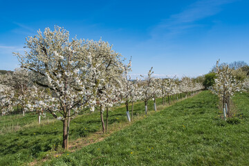 View into an orchard with blooming cherry trees in Wiesbaden-Frauenstein / Germany on a sunny spring day 