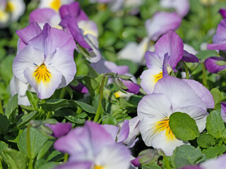 Blühende Hornveilchen, Viola cornuta, im Frühling