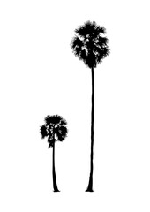 silhouette of realistic sugar palm tree, natural plant illustration, vector summer sign - 425747095