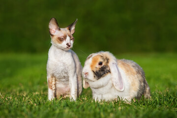 Naklejka na ściany i meble Cornish rex kitten with a rabbit together in summer