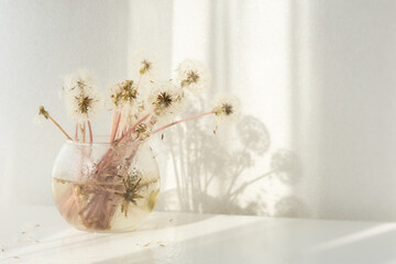 Fluffy dandelions in a glass vase. a delicate airy summer bouquet on a white table. Light natural background with soft shadows on the wall from the sun. Floral design,neutral pastel shades. Copy space