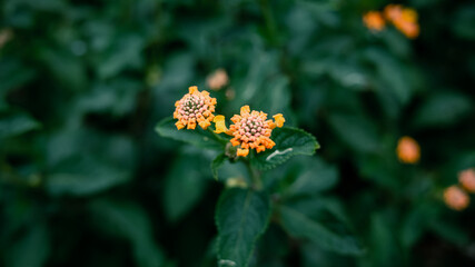 Small flowers in the garden