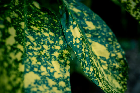 close up of green and yellow leaf