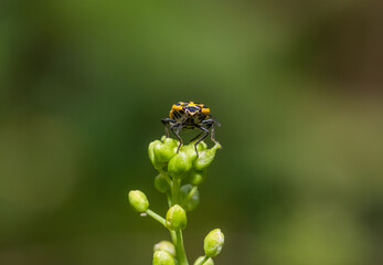 macro of a cockchafer, the luck beetle on a leaf,