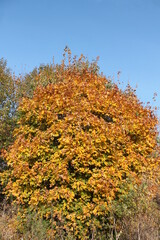 Fototapeta premium Нижегородская область, Россия, Ветошкино, усадьба Пашковых.