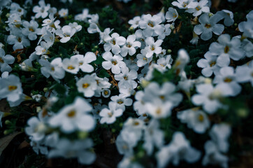 white flowers in the garden