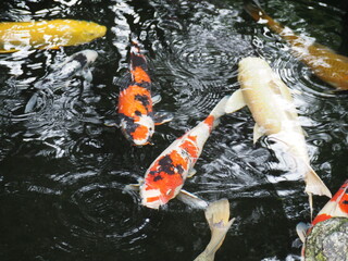 日本庭園の池で泳ぐ鯉