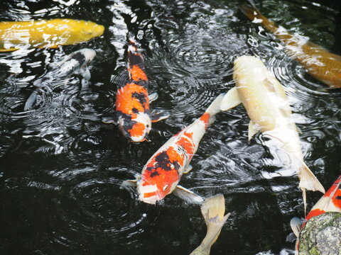 41 580 件の最適な 泳ぐ鯉 画像 ストック写真 ベクター Adobe Stock