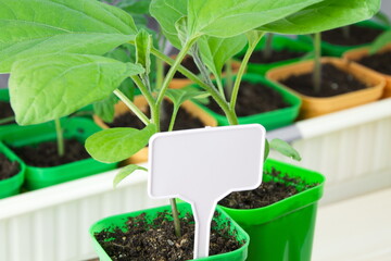 Early eggplant seedlings in green bright cups, close-up, with a white sign for writing information