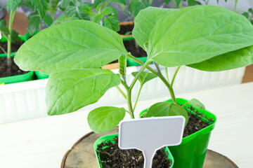 Early eggplant seedlings in green bright cups, close-up, with a white sign for writing information