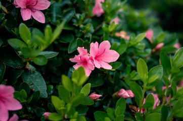 pink flowers in the garden