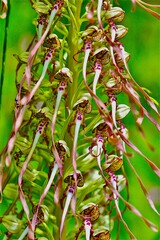 orchidée orchis bouc