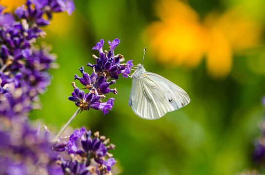 Macro of a white butterfly resting on purple lavender with green and yellow background