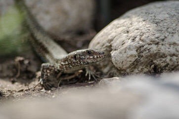 Macro of a lizard hiding between the rock