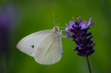 macro of a white butterfly resting on purple lavender