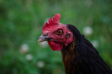 Portrait of chicken with green bokeh background