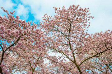 Spring is in the air with colorful cultivar cherry blossoms in trees in a residential area, Almere, Flevoland, The Netherlands, April 5, 2021