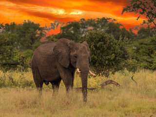 African elephant grazing on Botswana savannah at sunset
