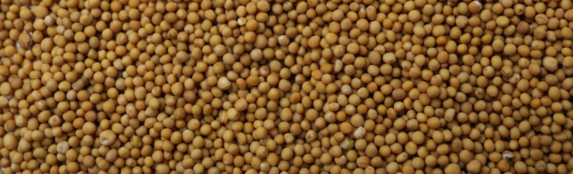 Mustard seeds on whole background, close up