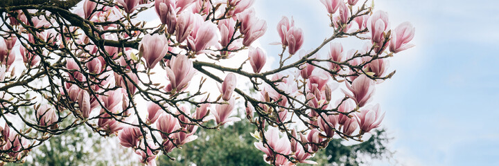 Pink Magnolia Tree with Blooming Flowers during Springtime © manuta