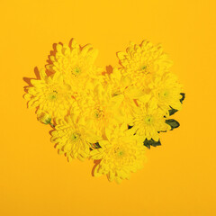 Heart shape laid out from yellow chrysanthemums on a yellow background. Valentine's day flat lay layout. High quality photo