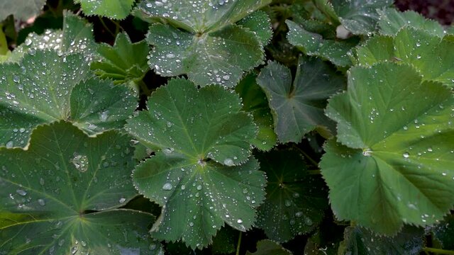 Gro&szlig;e gr&uuml;ne Bl&auml;tter einer kr&auml;ftigen Pflanze mit Wassertropfen - Nahaufnahme von oben