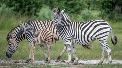 Fototapeta na wymiar Equus quagga, the plains zebra standing on the African Plains