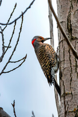 Northern Flicker