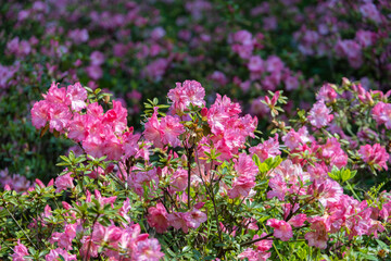 Spring scenery of Huangpi Mulan Yunwu Mountain in Wuhan, Hubei