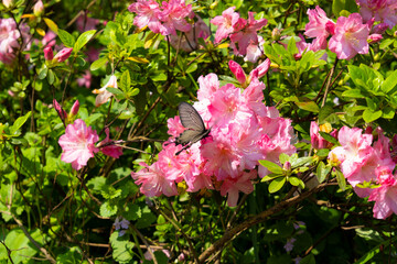 Spring scenery of Huangpi Mulan Yunwu Mountain in Wuhan, Hubei